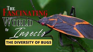 The Fascinating World of Insects: Exploring the Diversity of Bugs - Just Animals