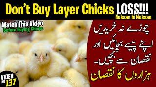 layer hen chicks | layer hen farming in pakistan | layer hens for sale | layer murgi | layer hen