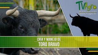 Cualidades de la Cria y Manejo del Toro Bravo o de Lidia- TvAgro por Juan Gonzalo Angel