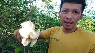 GANITO MAG HANAP NG MUSHROOM