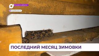 Пчеловоды Приморья готовятся к новому сезону