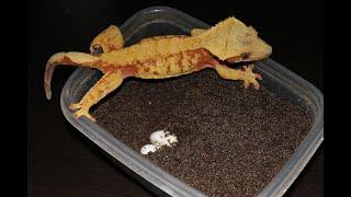 Crested Gecko Breeding! How to collect and incubate eggs!