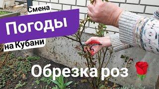 Влог# 601 Влоги с ЮГА  Смена на Кубани ️ Обрезка роз  Шарафуга - что это?