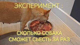 ЭКСПЕРИМЕНТ! СКОЛЬКО   ЗА РАЗ СМОЖЕТ СЬЕСТЬ ЧИХУА, ЕСЛИ ДАТЬ ВОЛЮ?