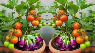 How to Grow Tomatoes and Eggplant on the Same plantGrafting Tomato and Eggplant on the Same plant
