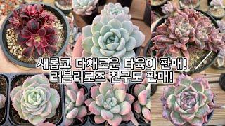 가성비 대박 다육이 33종 데려가세요~~!!!! 2차