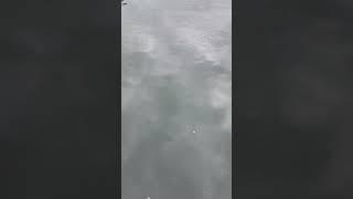 #물반 고기반  고화질 업로드
