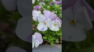 값싸고 오래 피는 예쁜 꽃 모종 추천! I recommend cheap and long-lasting flower seedlings