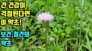 조뱅이--보간 청간의 작용으로 간을 건강하게 하며, 간질환을 치료하고, 암을 예방하는 항암약초! 노화를 억제하고 면역력을 강화한다