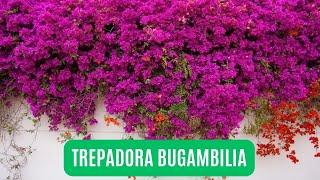 PLANTA BUGAMBILIA - CUIDADOS Y CONSEJOS