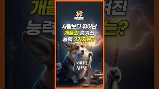 사람보다 뛰어난 개들의 숨겨진 능력 3가지는? #강아지 #반려견 #강아지정보