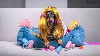 A man with a plan! Cute & funny dachshund dog video!