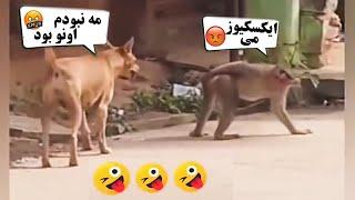 با دیدن این ویدیو ها از خنده گرده درد می شوید  | صحنه های خنده دار (قسمت 7)