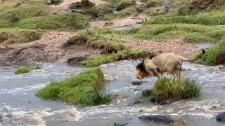 Male lion trying everything to avoid getting his paws wet