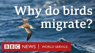 How birds travel thousands of miles every year - CrowdScience, BBC World Service Podcast