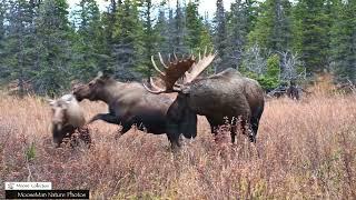 Favorite Bull Moose Rut Pits Part 2 #moose