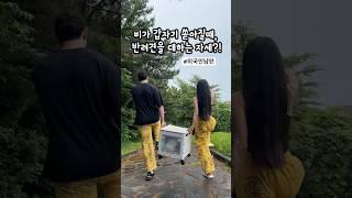 강아지에 진심인 외국인남편, 이래도 돼? 비는 우리가 맞을게…..