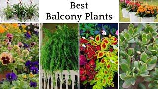 11 Best Balcony Plants | Balcony Garden Ideas | Low Maintenance Plants that are Perfect for Balcony