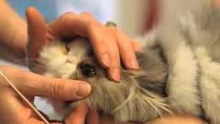 Viral Conjunctivitis in Cats : General Cat Health