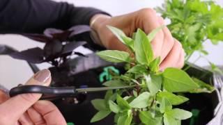 How To Harvest Thai Basil