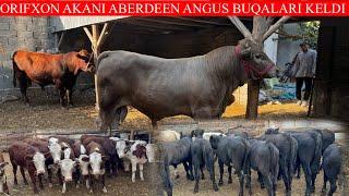 ORIFXON AKANI ABERDEEN ANGUS BUQALARI KELDI BUQALARNI KO’RIB MAZZA QIVORASIZ