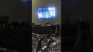 Minnie loves watching Ryu act out #ryutv #catfunnymoments