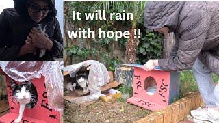 We will make the rain fall with hope for stray cats.