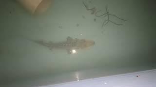 Feeding of Large Amu Darya shovelnose sturgeon. Nukus Balyk facility,  Uzbekistan. 07.05.2024