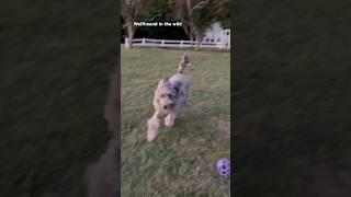 Wolfhound in the wild #irishwolfhound