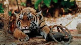 The Truth about Tigers - Part 2 - a film by Shekar Dattatri