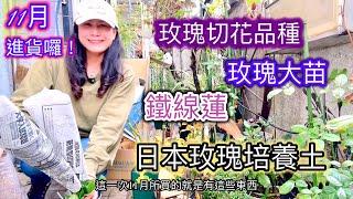 11月花園進貨-玫瑰切花好養嗎？日本玫瑰專用培養土又如何？大苗、鐵線蓮進貨4株！通通介紹