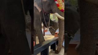 Shyamavanil etho #elephant #uthsavam #kerala #pooram #festival