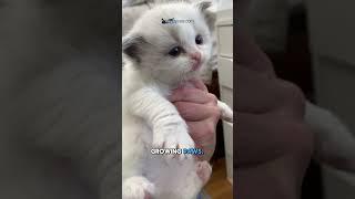From Tiny Furball to Feline Flash! Rapid Kitten Growth!  #SummerOnShorts