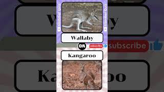 Guess The Animal?5 Easy Quizzes to Boost Your FUN Score |Glimmer Quiz #funny #viral #animals #guess