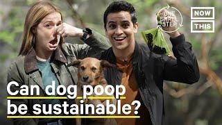 How to Dispose of Dog Poop the Green Way | One Small Step