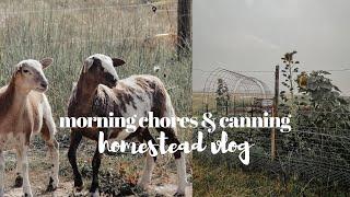 Morning Chores On The Homestead & Canning Beets And Carrots! Farm Vlog | Day In The Life