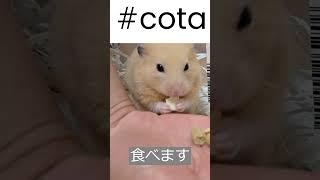 ごはんを食べるハムスター #cota