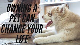 Owning A Pet Can Change Your Life