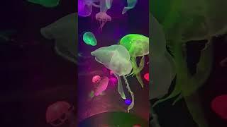 Tennessee Aquarium Jellyfish