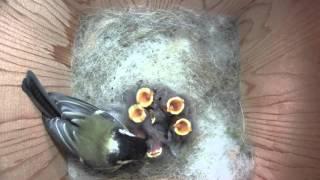 Great Tit Nestbox 2014