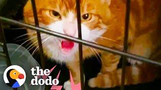 Spicy Cat Learns To Ask For Rubs | The Dodo Cat Crazy