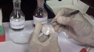 Onion and Cheek Cells - MeitY OLabs