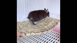 Grass Mat Woven Bed Mat for Small Animal Bunny Bedding Nest Chew Toy Bed Play Toy for Guinea