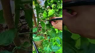 Grow More Tomatoes with THIS Secret!  #GardeningHack #AgriShorts #FarmingTips #fruitfulfarming