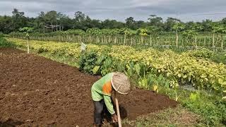 How Traditional Farming Tools Help Loosen Soil Fast! - Agriculture Farming