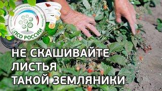 Подкормка ремонтантной земляники. Как ухаживать за ремонтантной земляникой.