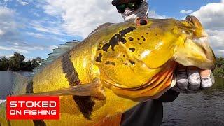 This is the Holy Grail of Peacock Bass Fishing