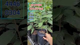 감나무 대목용(버지니아 실생포트묘목) 1만원 #감나무#대목#버지니아감#
