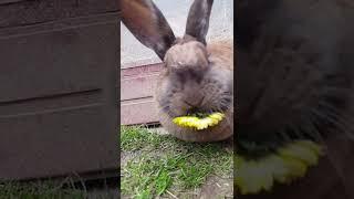 du musst den Löwenzahn essen, bevor er zur Pusteblume wird