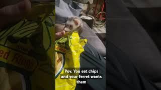pov. your ferret wants your chips
